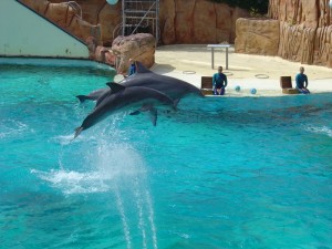 Spectacle de dauphin